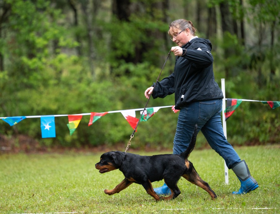 Rottweiler puppy from Kentucky