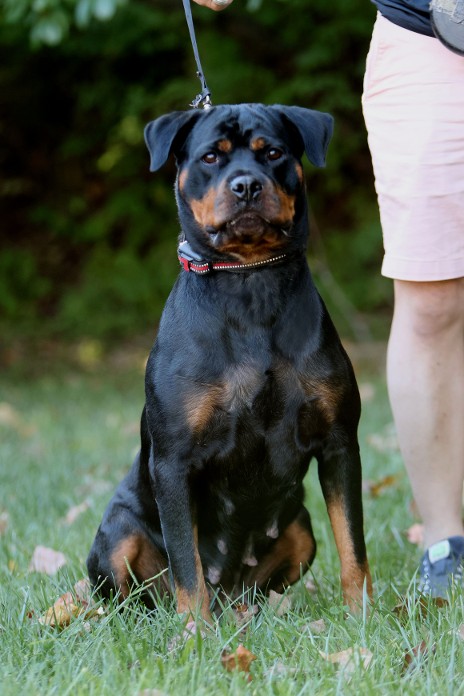 ROTTWEILER FEMALE