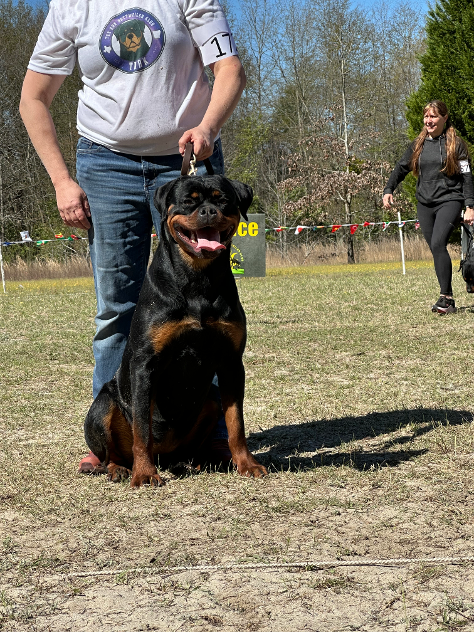 TKS HYJAKA ROTTWEILER FEMALE