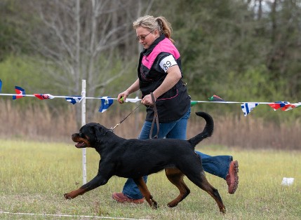 TKS HYJAKA ROTTWEILER FEMALE