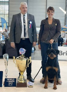 rottweiler female in serbia