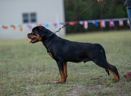 tennessee rottweiler