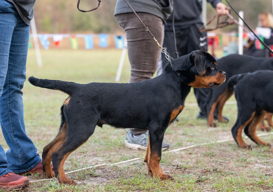 rottweiler stud tennessee maybach