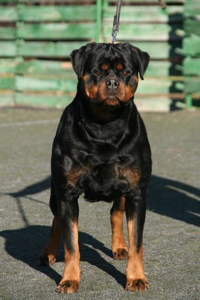 rottweiler female tennessee