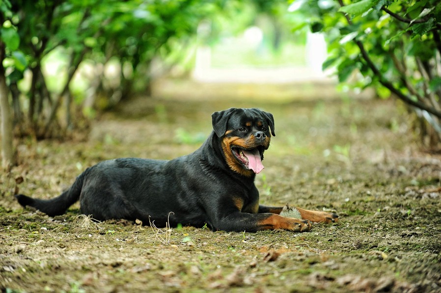 rottweiler female cleopatra