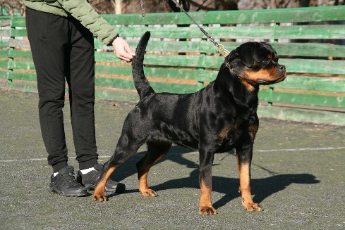 rottweiler female tennessee