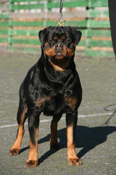 cleopatra francisdorf