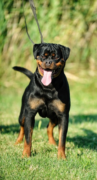 rottweiler female tennessee
