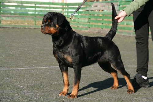rottweiler female tennessee