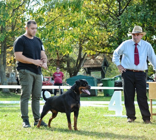 rottweiler female tennessee