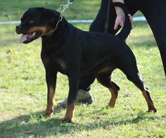 Cleopatra Francisdorf rottweiler