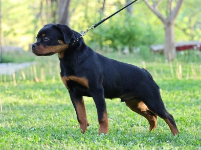 Rottweiler pictures of Maybach - Rottweiler male Tennessee - stud dog