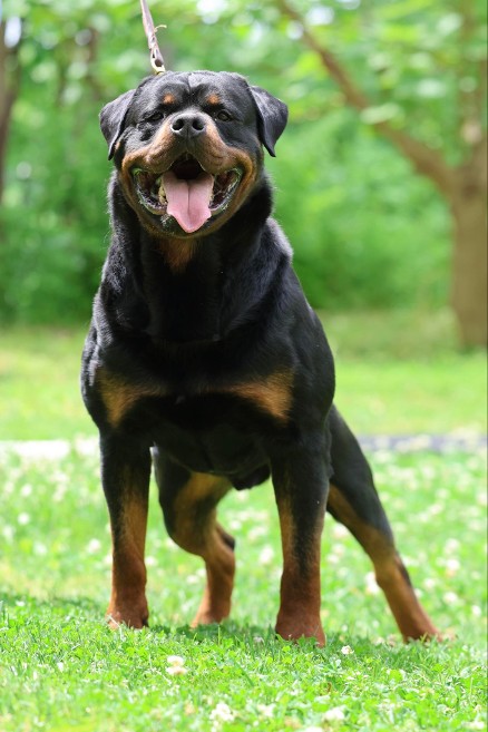 tennessee rottweiler stud