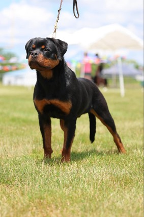 Rottweiler pictures of Maybach - Rottweiler male Tennessee - stud dog