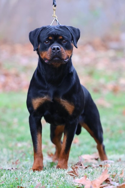 female rottweiler