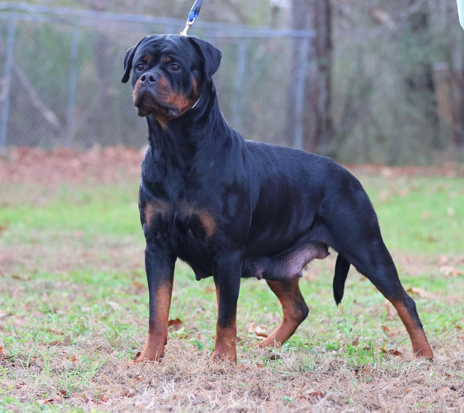Serbie Rottweiler SERBIAN ROTTWEILER MALE AND FEMALE - SERBIAN ROTTWEILERS