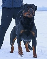 monster von hause leroy monster von hause leroy