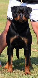 tara of the strong rott tara of the strong rott
