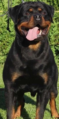 rottweiler stuid colorado