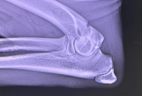 rottweiler puppy elbow xray 6 months