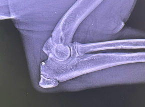 rottweiler xray elbow puppy 6 months