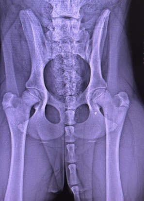 rottweiler puppy 6 month hips
