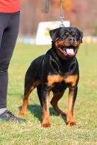 eira imperium rott eira imperium rott