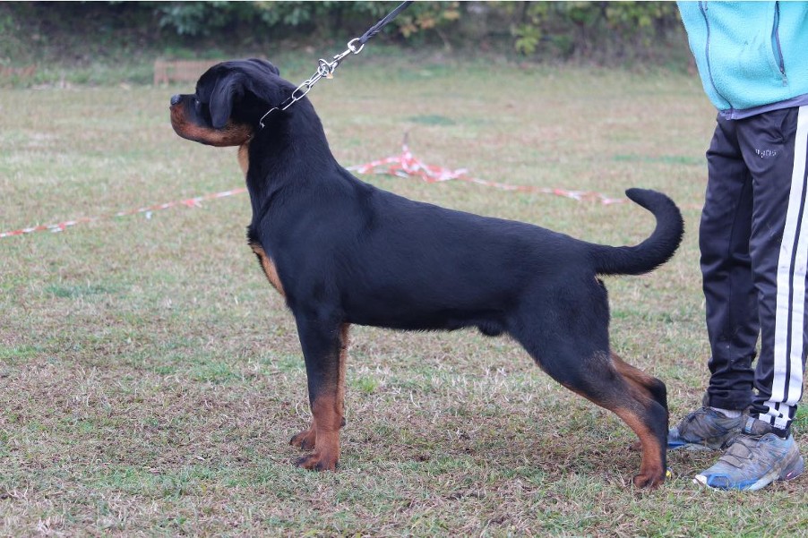 indio von dassa
