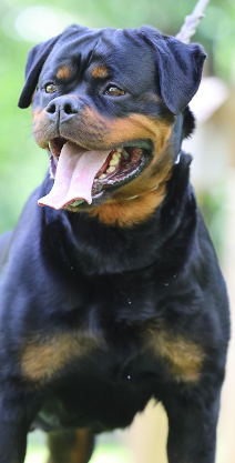 cleopatra puppies