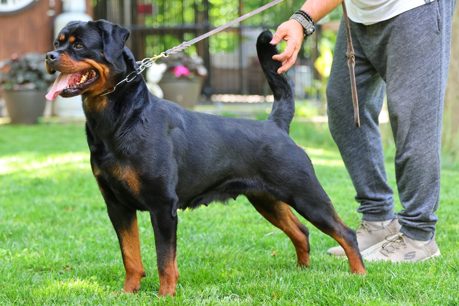 gadiel rottweiler female
