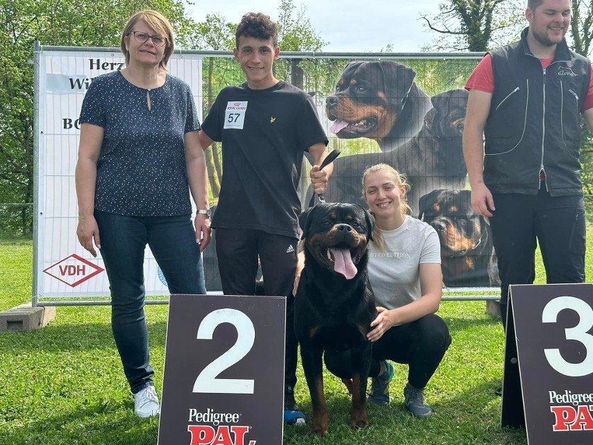 THOR DELLE ABBADESSE - Rottweiler stud male Italy - Musikstadt