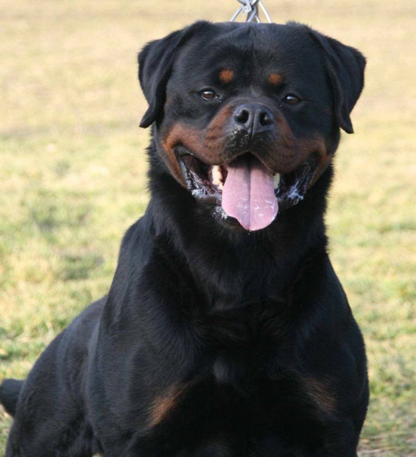 THOR DELLE ABBADESSE - Rottweiler stud male Italy - Musikstadt