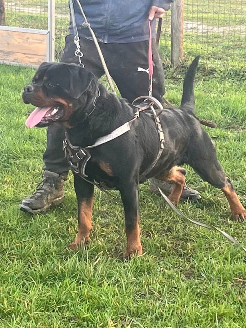 THOR DELLE ABBADESSE - Rottweiler stud male Italy - Musikstadt
