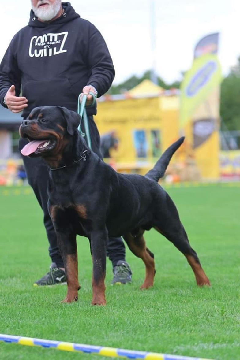 THOR DELLE ABBADESSE - Rottweiler stud male Italy - Musikstadt