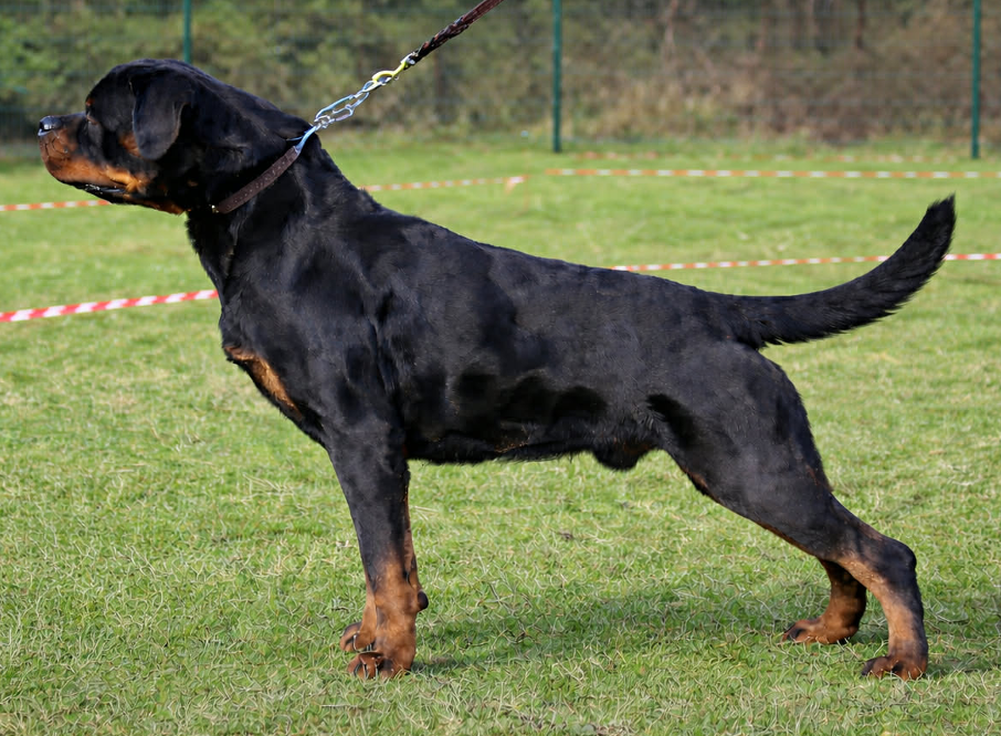 Indio 18 months
