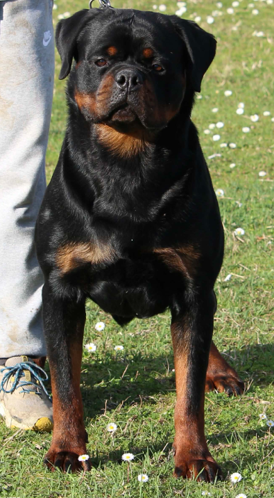 rottweiler male stud indio