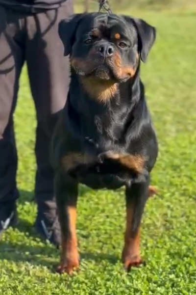 male rottweiler stud tennessee