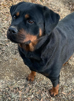 quella rottweiler female quella rottweiler female