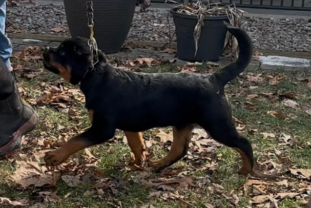 female rottweiler puppy running