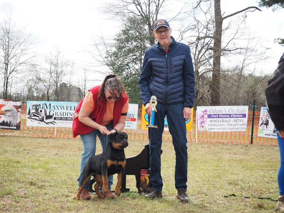 Rottweiler female puppy