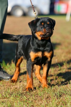 rottweiler puppy