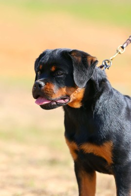 Rottweiler female puppy
