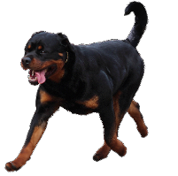 rottweiler running and gaiting