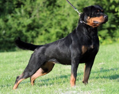Vom bullenfeld rottweiler sales breeders