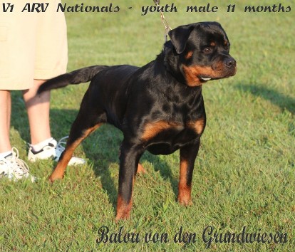 11 month Rottweiler puppy ARV Nationals show