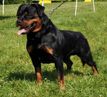Able Rottweiler ARV Show