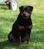 akura von den grundwiesen rottweiler female