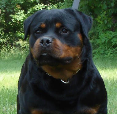 Able Rottweiler Head ARV Show