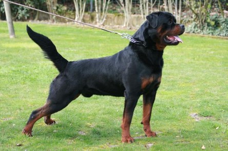 famous rottweilers