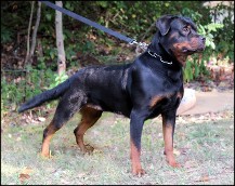 rayka rottweiler female adult